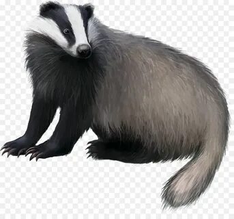 Badger перевод