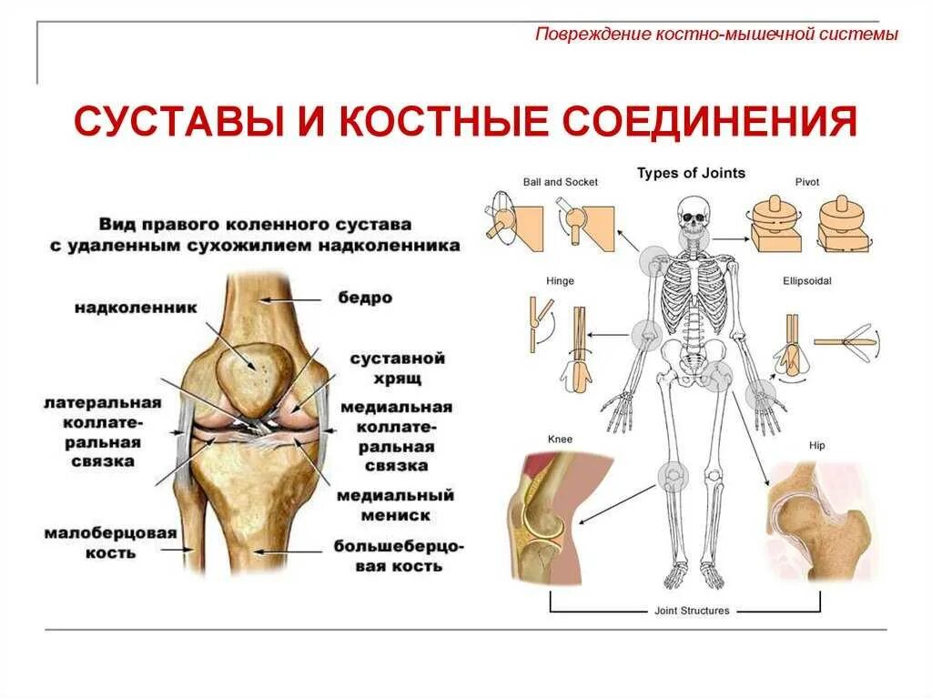 Как называются суставы у человека. Костно суставная система скелет. анатомия костно суставной системы. суставы опорно двигательного аппарата. опорно двигательная система строение кости.