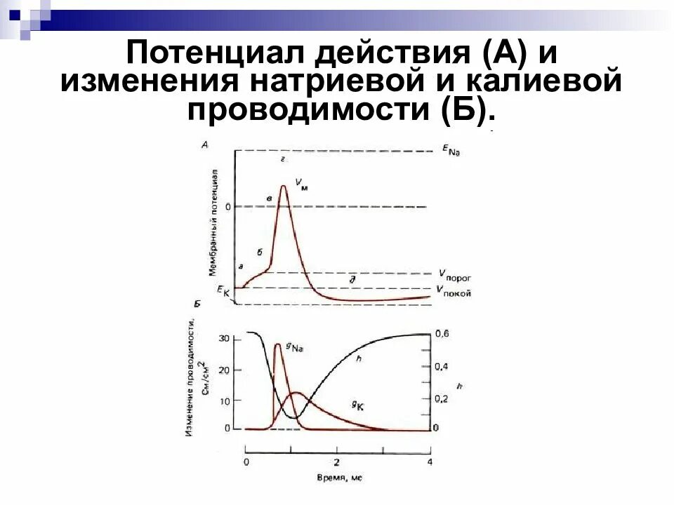 Потенциал действия физиология это. График потенциала действия физиология. Кривая потенциала действия физиология. Фазы потенциала действия. Схема потенциала действия физиология.