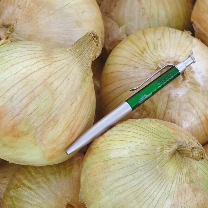 лук сорта «глобо»,. лук сорта «глобо»,. лук глобо. лук репчатый голд стар. лук чернушка глобо.