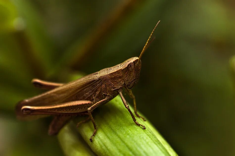 Сибирская кобылка саранча. Кобылка белополосая. Кобылка. Кузнечик кобылка голубокрылая. Сибирская кобылка саранча.