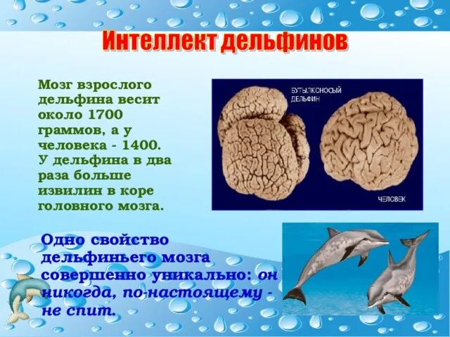 На сколько изучен мозг. МОЗ Дельфин АИ человека. Мозг дельфина и мозг человека. Мозг дельфина и человека сравнение.