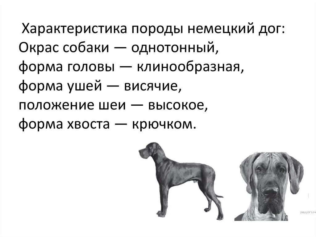 Прочитайте слова dog. Характеристика собаки. Характеристики пород собак. Немецкий дог форма хвоста. Описание характеристики собаки.