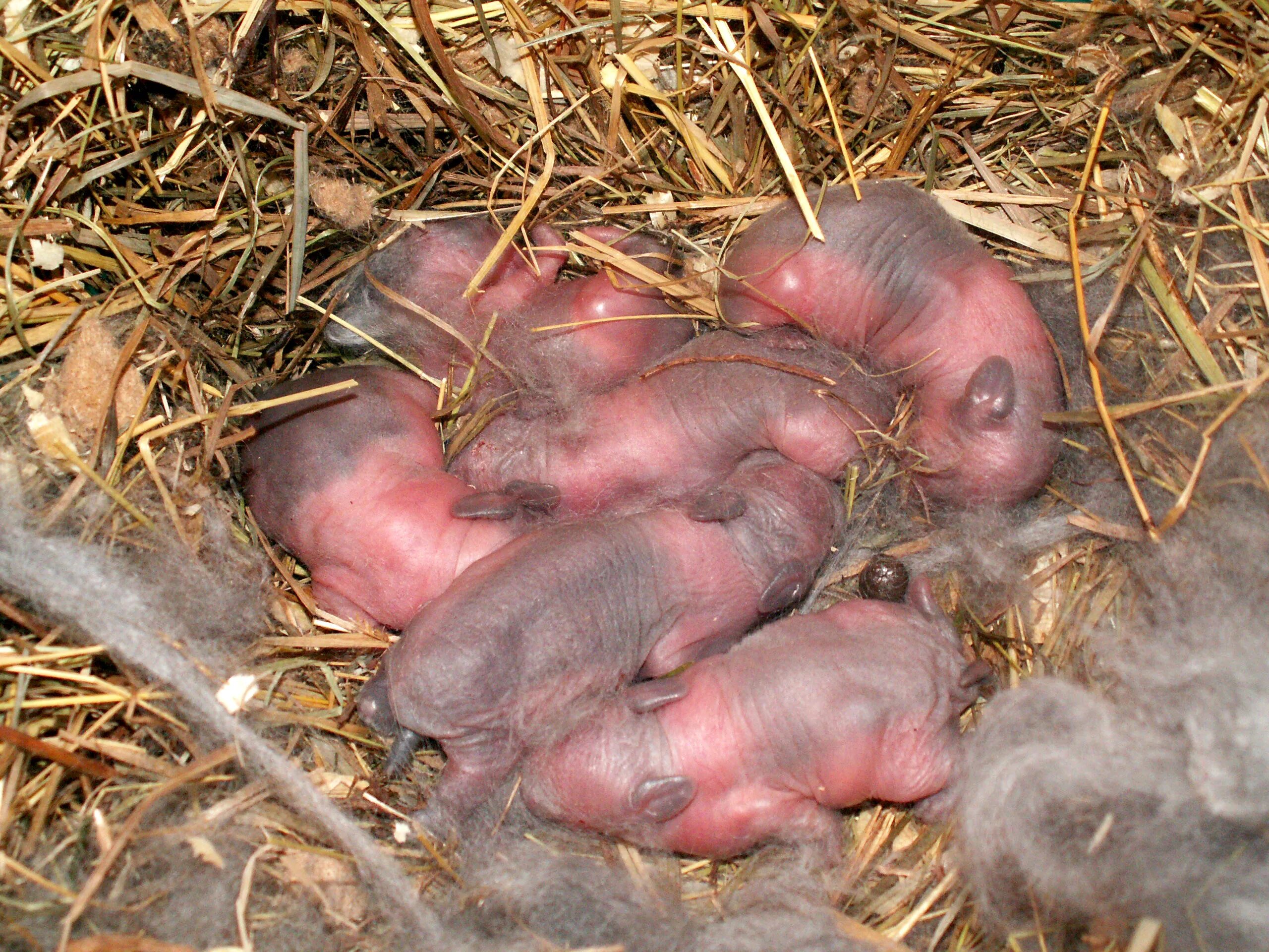 Сколько вынашивают кролики. Новороженныекрольчата. Новорожденные крольчата.