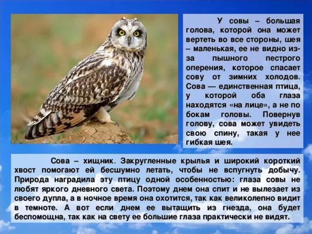 Описание Совы. Доклад про сову. Сова описание для детей. Сова краткое описание. Текст про сову