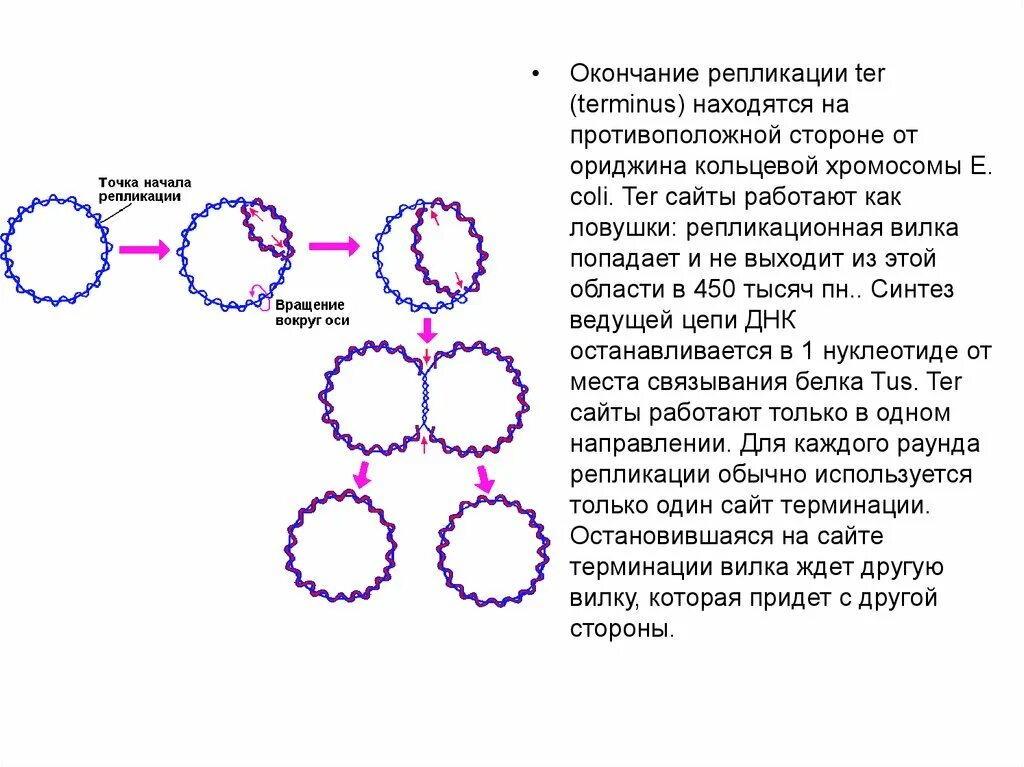 Репликация хромосомы e. coli. Схема инициации репликации хромосомы е. coli. Репликация e coli. Сколько ориджинов репликации в кольцевой хромосоме e. coli. Кольцевая 4 хромосома