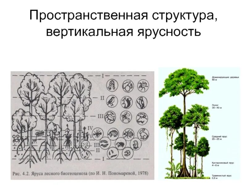 Основные ярусы составляющие вертикальную структуру. Ярусность лесного биоценоза. Ярусность в широколиственном лесу. Ярусность фитоценоза. Ярусность соснового леса схема.