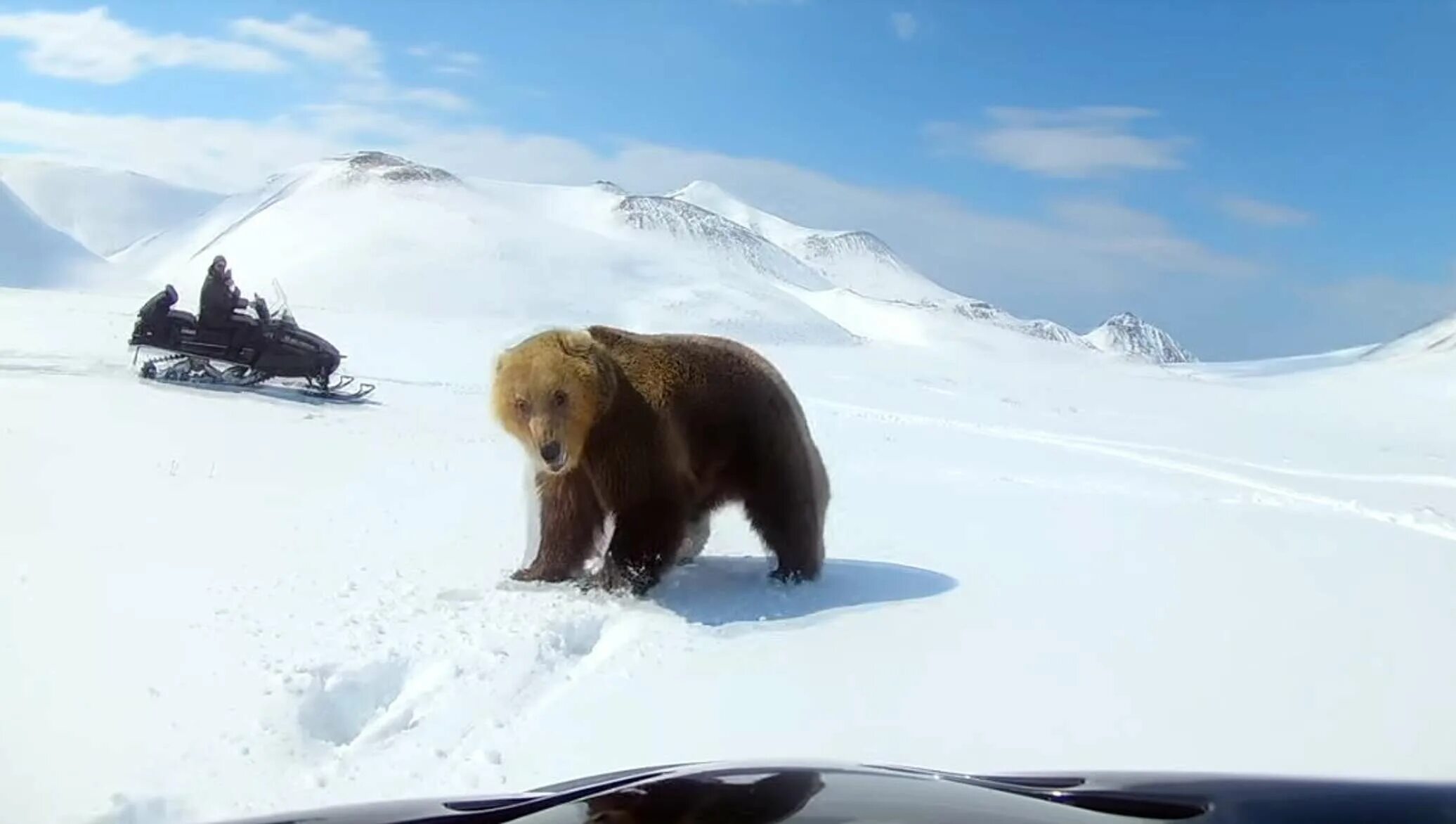 A bear can go
