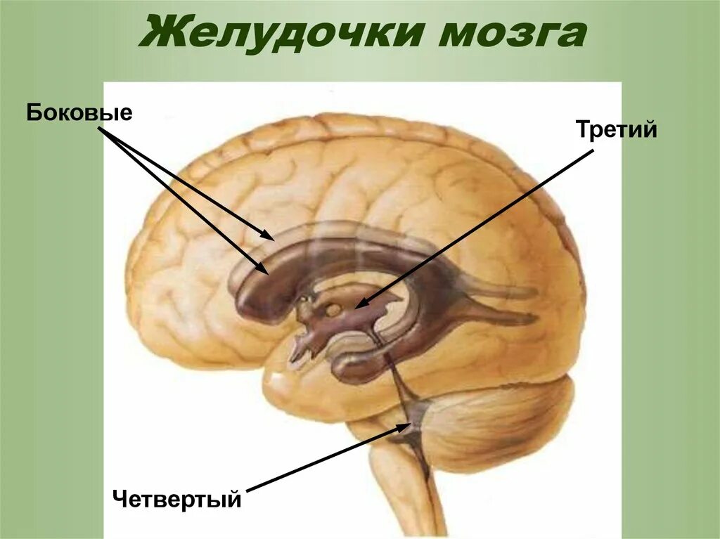 Средний мозг желудочек