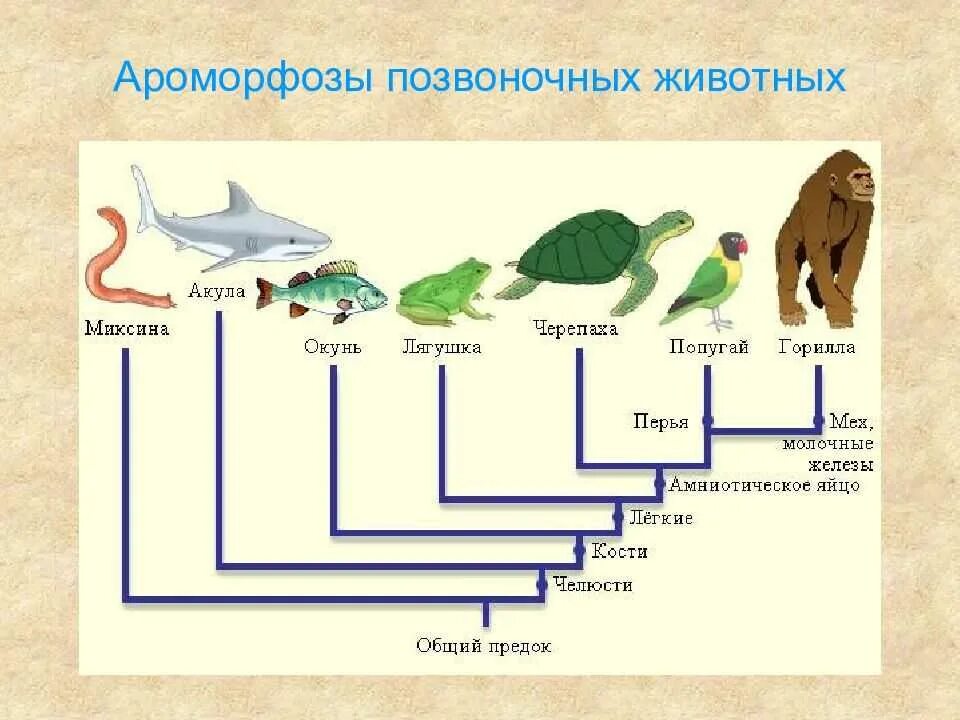 Последовательность усложнения организации