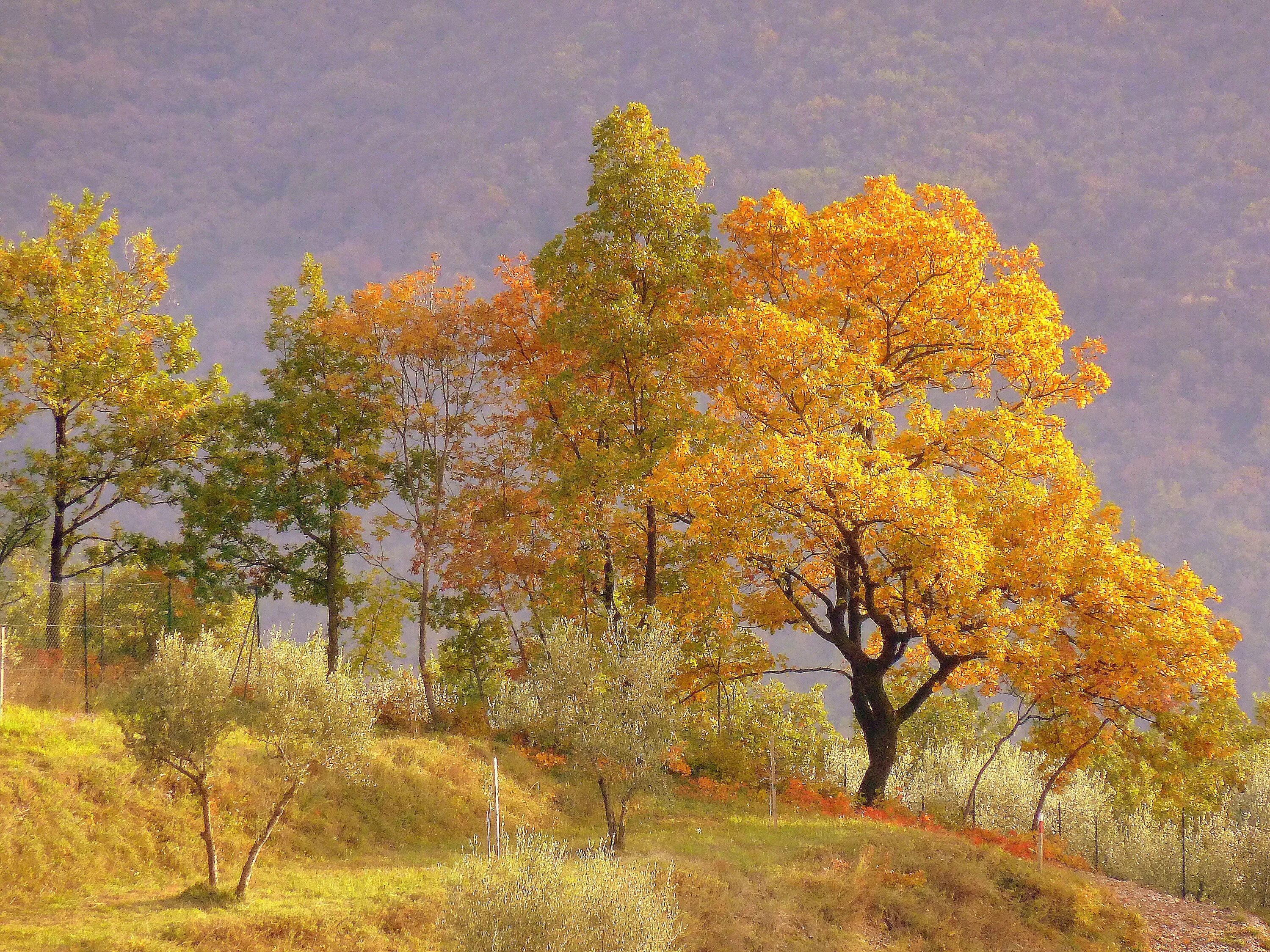 Красота осенних деревьев