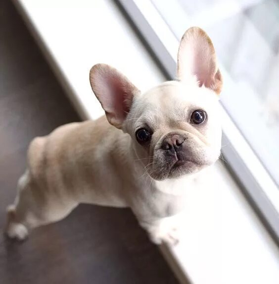 Бежевый французский бульдог фото French bulldog wisconsin Лилак тан французский бульдог.