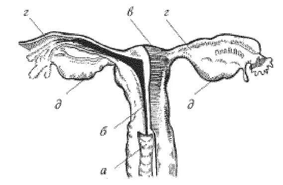 Анатомия половых органов женщины. Маточные трубы. Матка рисунок с обозначениями.