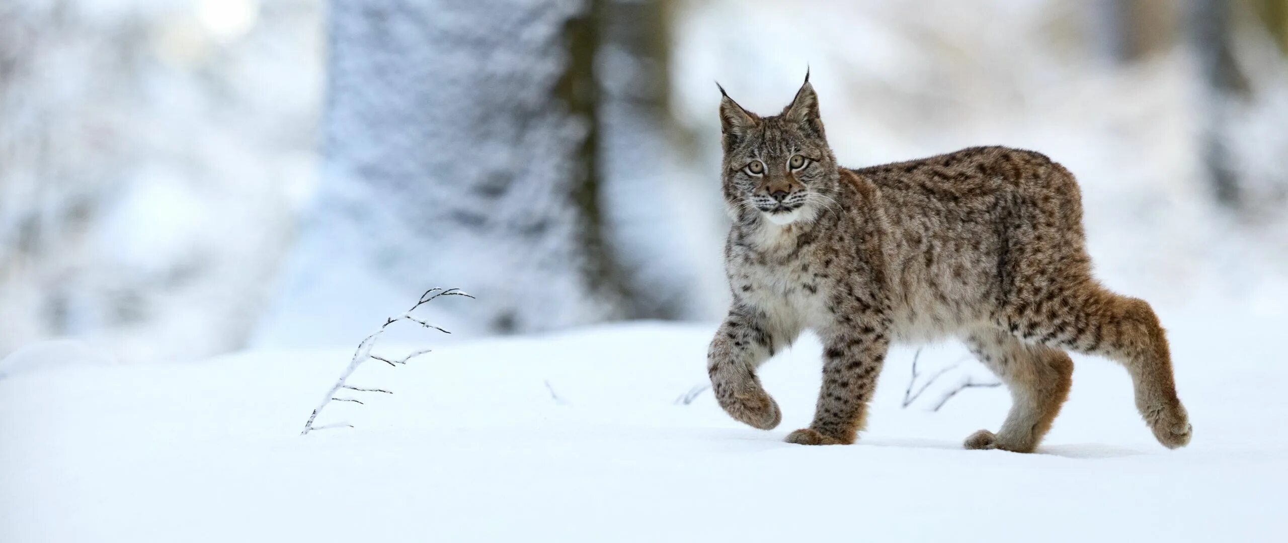 Рысь - Lynx Lynx (Linnaeus, 1758). Рысь европейская обыкновенная. Рысь Кивач. Сибирская Рысь. Рысь с подскакиванием 6