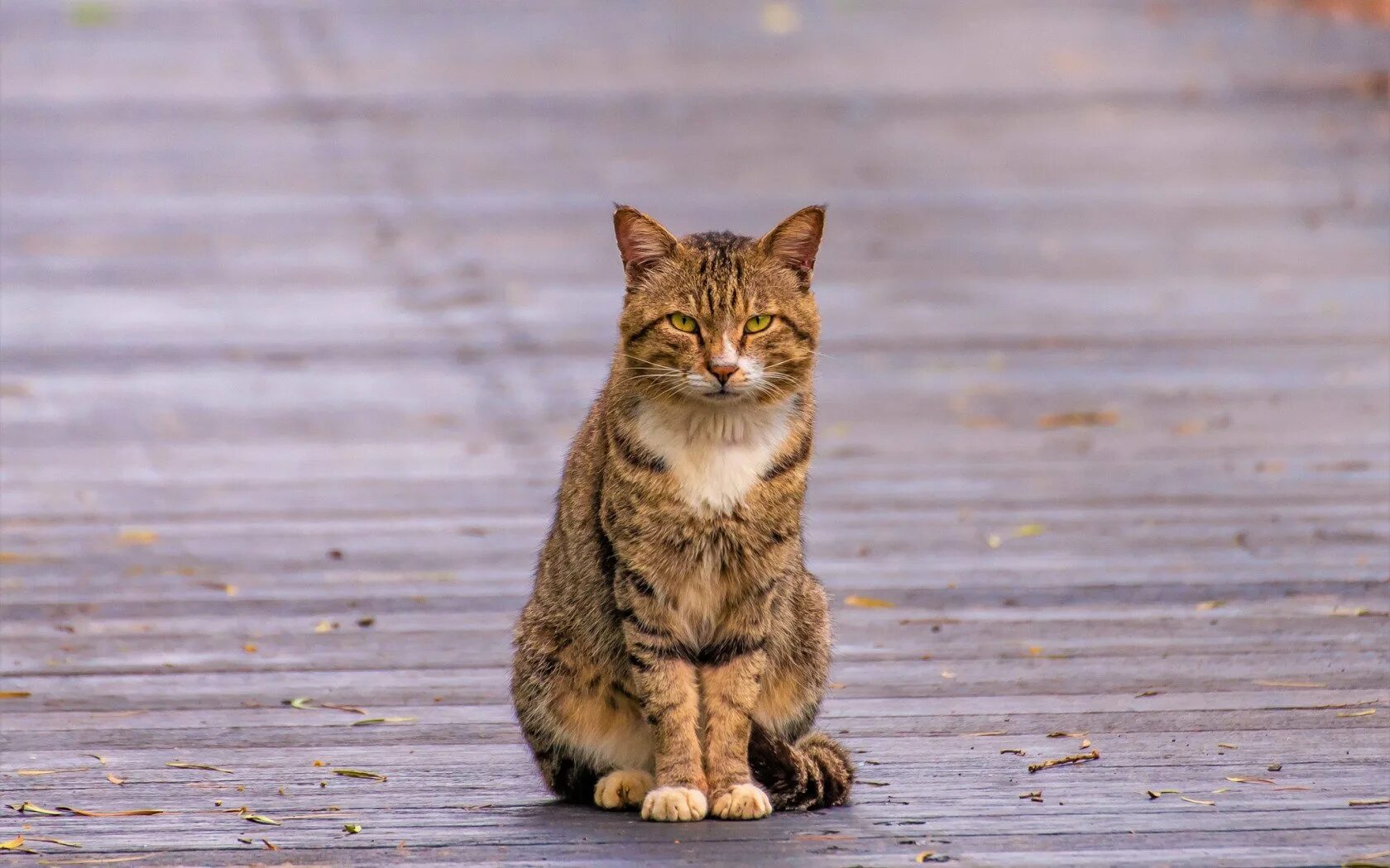 Фото сидящей кошки. Кот сидит. Сидячий кот. Сидячая кошка. Уличные коты.