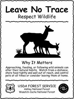 Wildlife перевод на русский