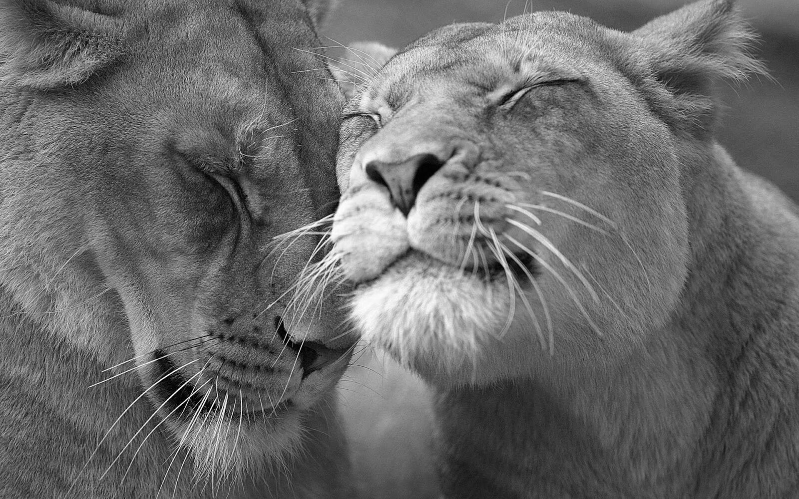Страстное животное. Лев и львица. Львы любовь. Влюбленные львы. Львы нежность.