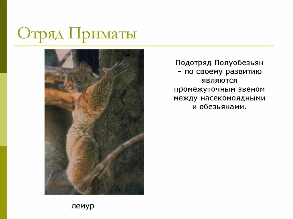 К отряду приматов принадлежат леопард песец