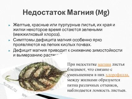 Недостаток магния у мужчин симптомы