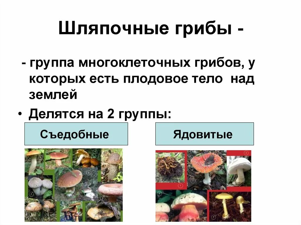 Группы многоклеточных грибов. Грибы многоклеточные Шляпочные 5 класс. Шляпочные грибы съедобные и ядовитые. Шляпочные грибы несъедобные грибы. Шляпочные грибы делятся на.