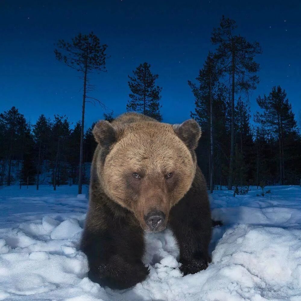 Бурый медведь шатун. Медведь шатун видео. Медведь гризли шатун. Медведь в большемуртинском районе. Медведь шатун видео.