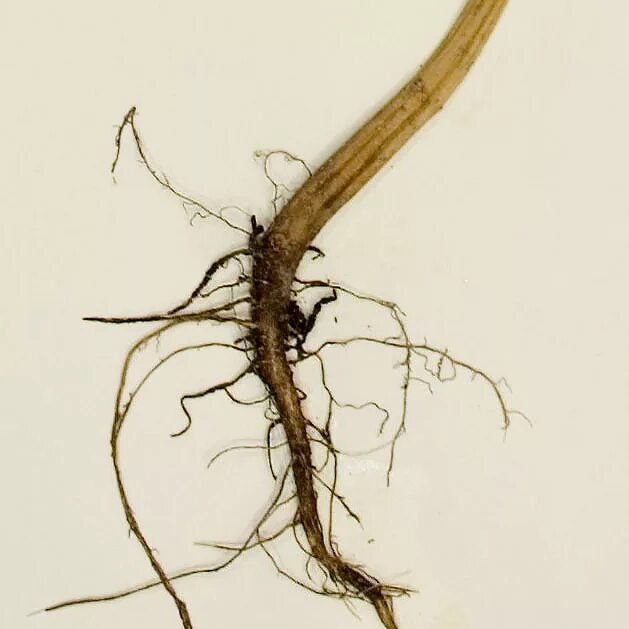 Дурман обыкновенный корень. Корень дурман травы. Дурман растение с корнем. Дурман обыкновенный корневая система.