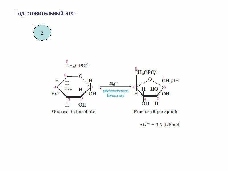 Протекание гликолиза кольцевые днк. 11 Реакций гликолиза. Подготовительный этап гликолиза. Схема гликолиза биохимия. Подготовительные реакции гликолиза.