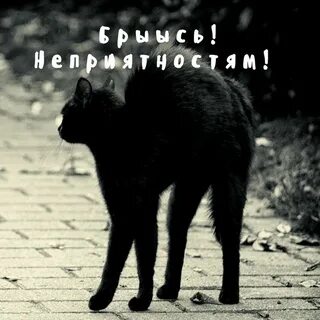 Черный кот неудача