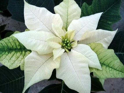 Stars plant