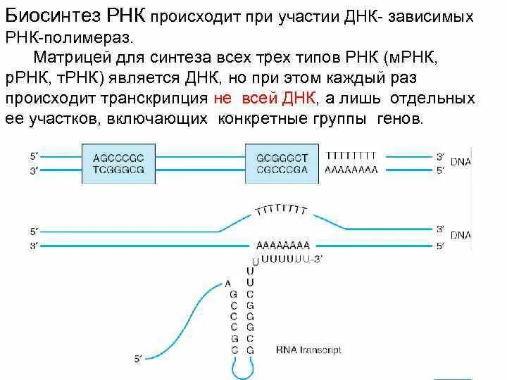 Егэ биология задачи на биосинтез. Биосинтез РНК. Биосинтез ДНК И РНК. МРНК является матрицей для синтеза. Матрица для синтеза ТРНК является.