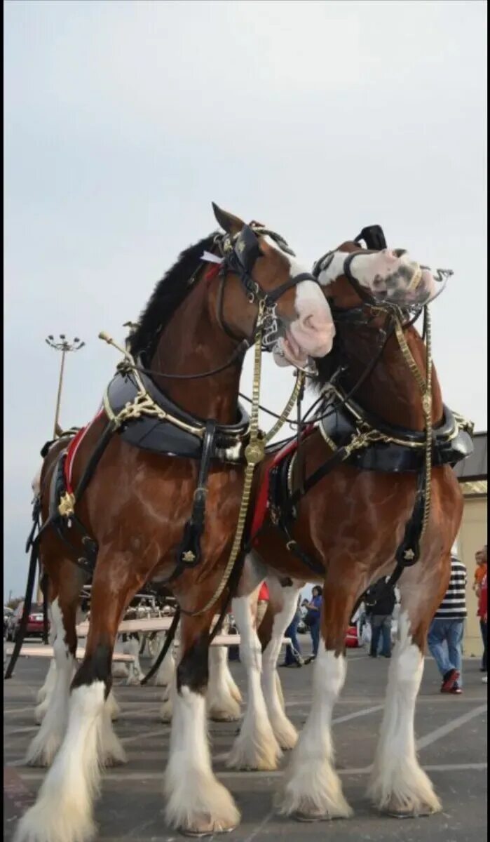 Клейдесдаль. Клайдсдейл лошадь. Породы лошадей клейдесдаль. Породы лошадей клейдесдаль. Тяжеловозы клейдесдаль.