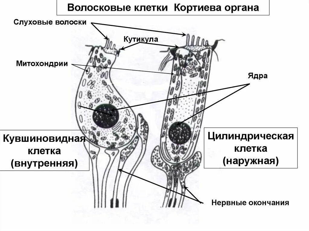 Клетки равновесия. Волосковая клетка внутреннего уха строение. Строение волосковых клеток уха. Волосковые клетки Кортиева органа. Строение уха волосковые клетки.