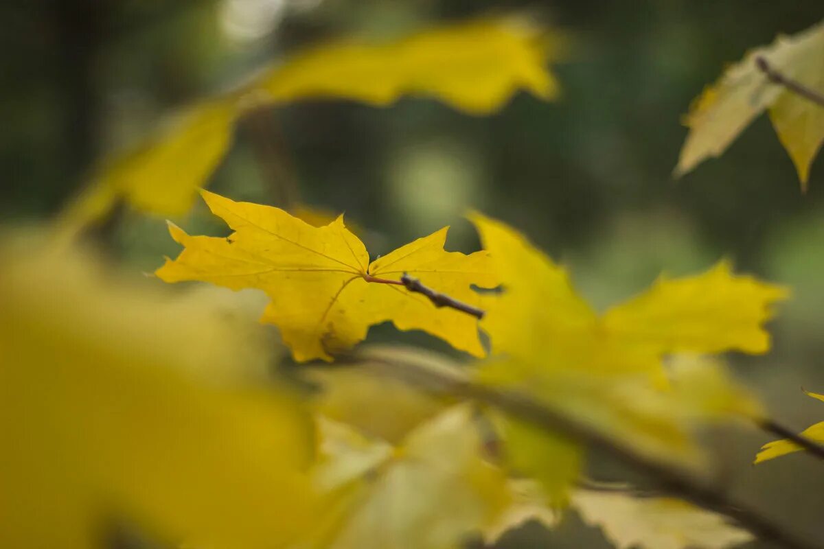 Листья желтые оригинал слушать. Желтый лист. Осенний фон картинки. Пожелтевший лист. Портрет на фоне желтой листвы.