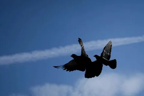 Flying but