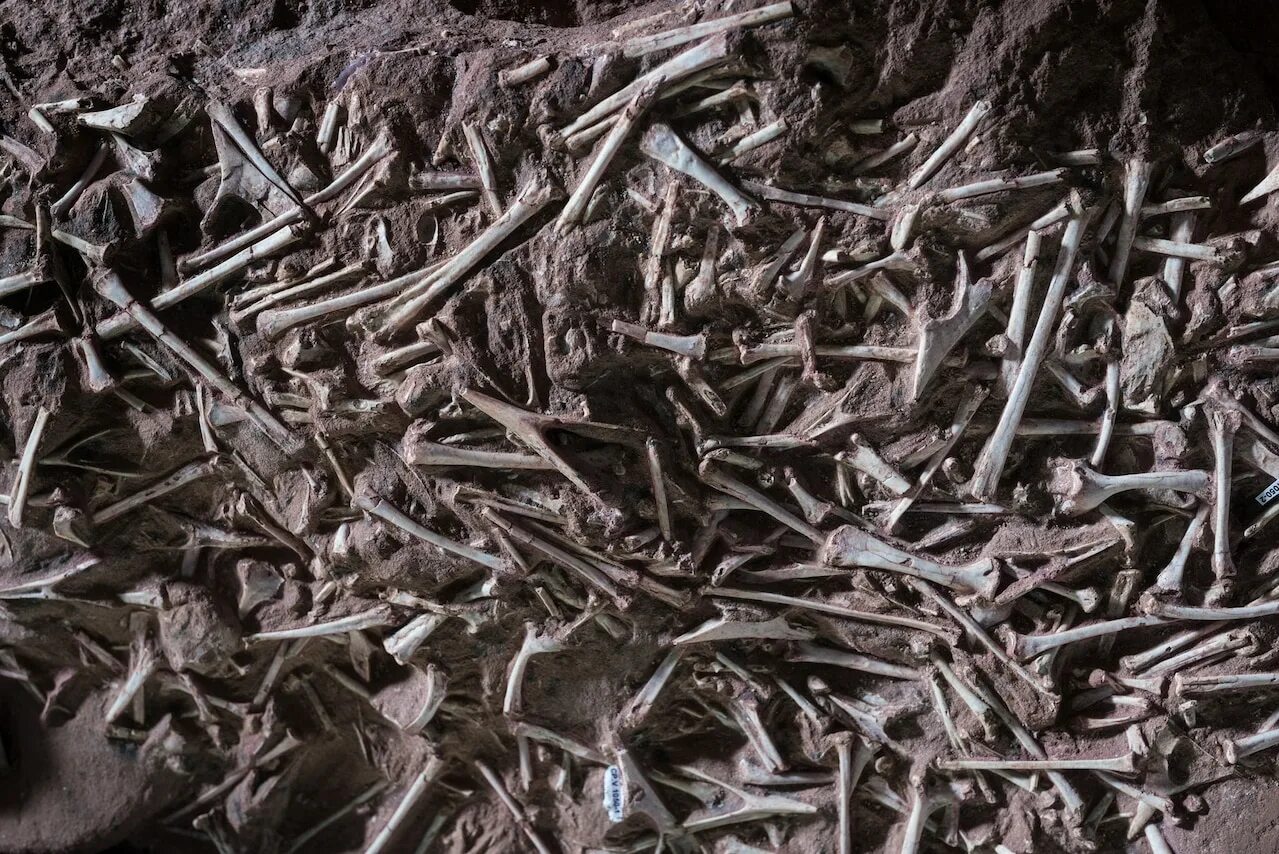 Анатомия кости таза и бедренной кости. Кости под полом. Костная ткань под микроскопом. Динозавр в разрезе. Динозавр в разрезе.