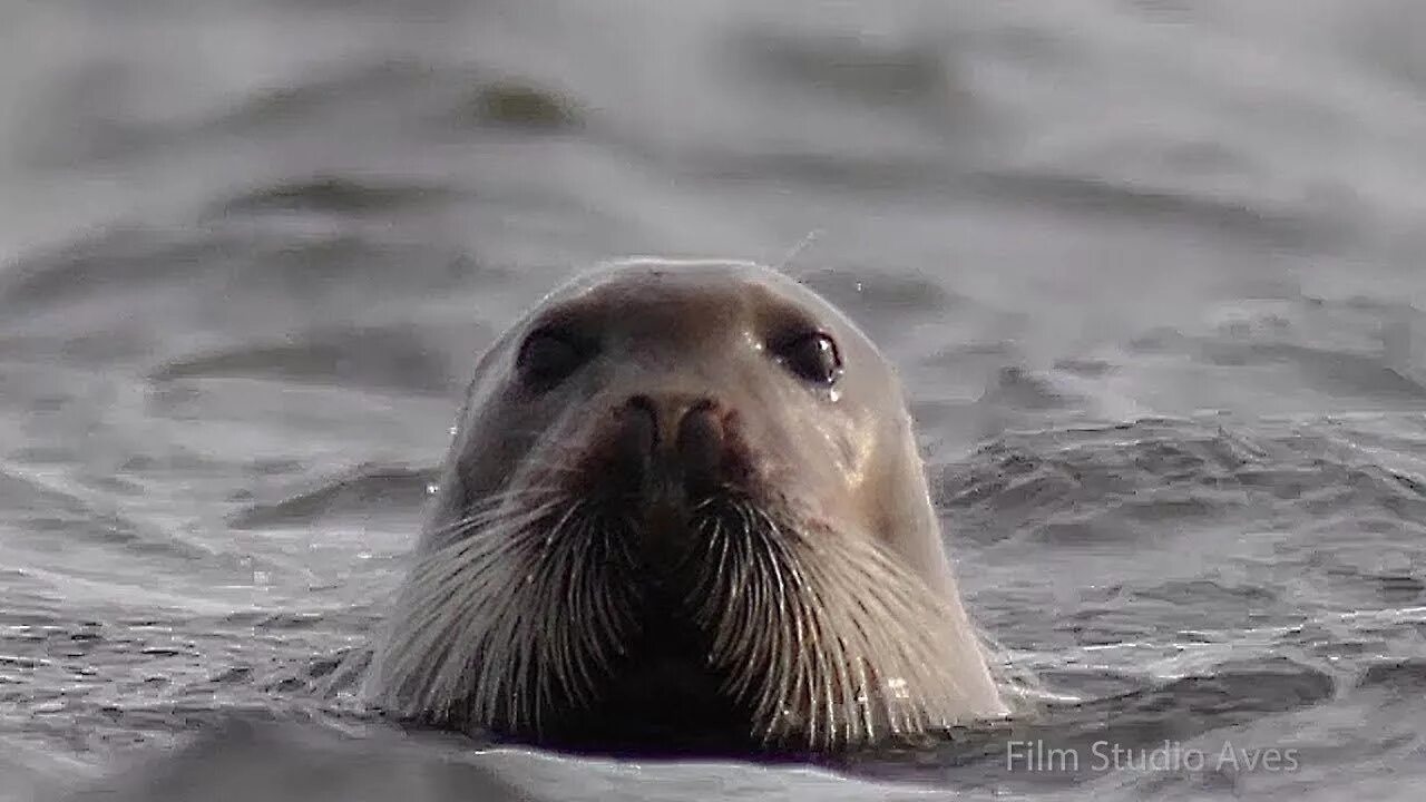 Белое море тюлени