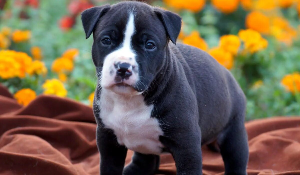 Аргентинский стаффордширский терьер. Щенок американского стаффа. Американский стафтерьер. Американский стаффордширский терьер. Стаффордширский терьер щенок.