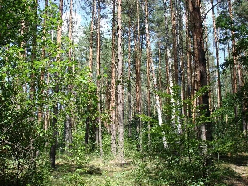 Ли леса. Ахмеровский лес. Лес Удорского района. Леса Житомирской области. Дремучий Заповедный лес.