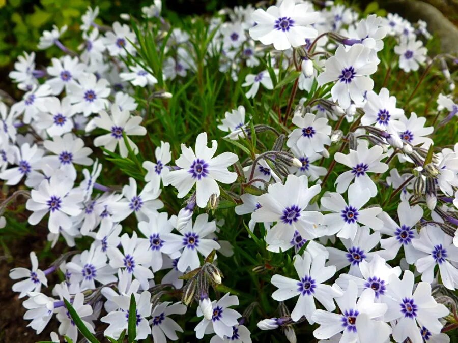 Флокс шиловидный когда цветет. Флокс шиловидный. Флокс шиловидный (Phlox subulata). Флокс шиловидный цвергентеппич. Флокс шиловидный Бавария.