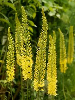 Eremurus 'Tap Dance' .