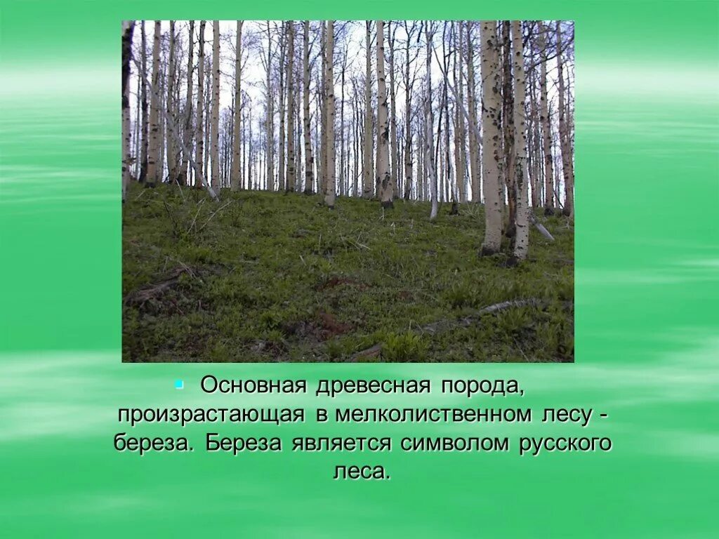 Лесные зоны России презентация. Смешанные и мелколиственные леса растения. Зона мелколиственных лесов. Почва мелколиственных лесов. Лес где растет береза