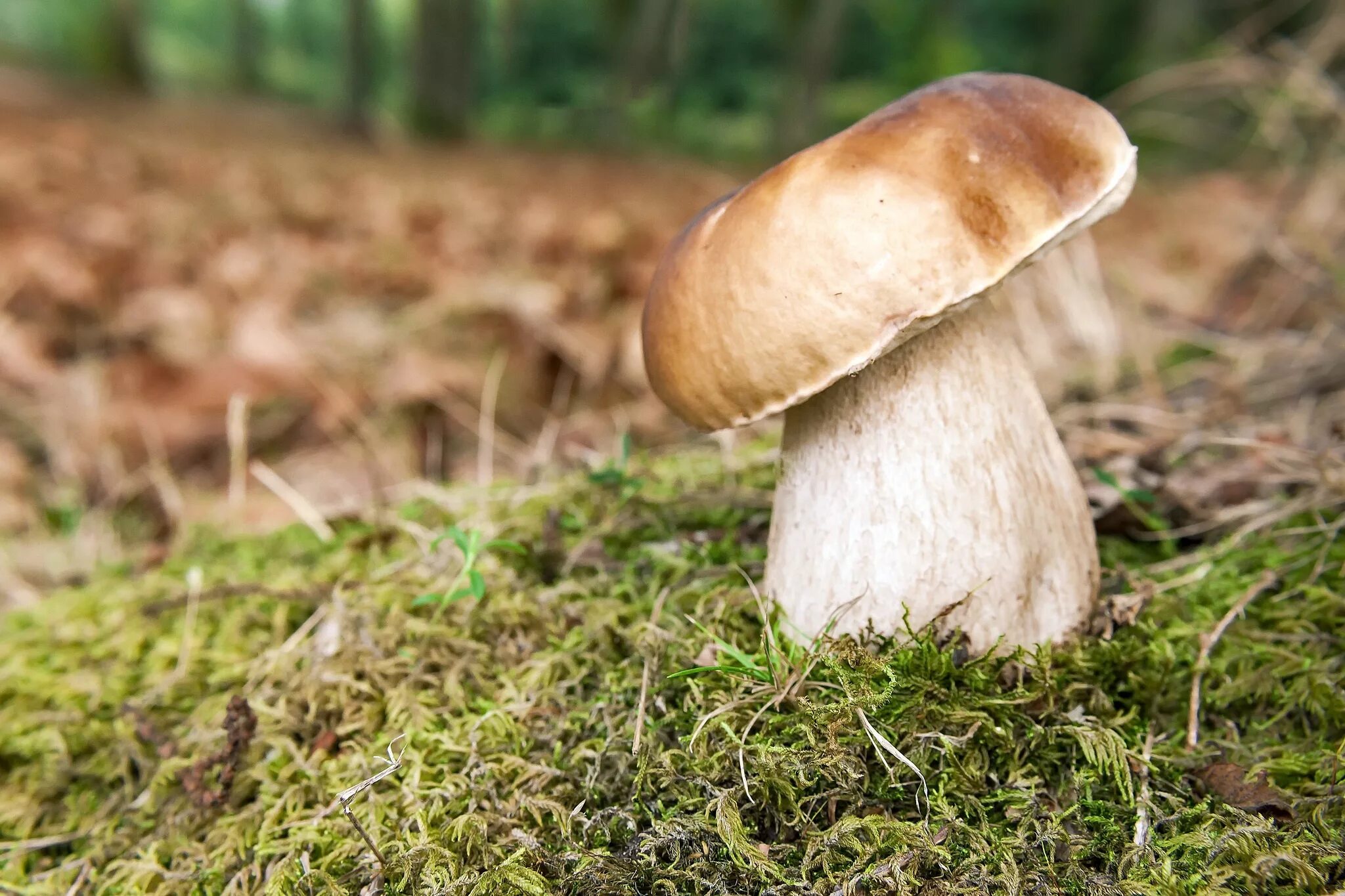 Гриб Боровик. Белый гриб. Осенние белые грибы. Белый гриб маленький. Белый гриб в природе