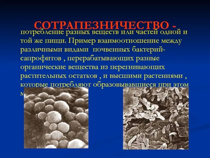Почвенные бактерии и высшие растения. Почвенные бактерии и высшие растения