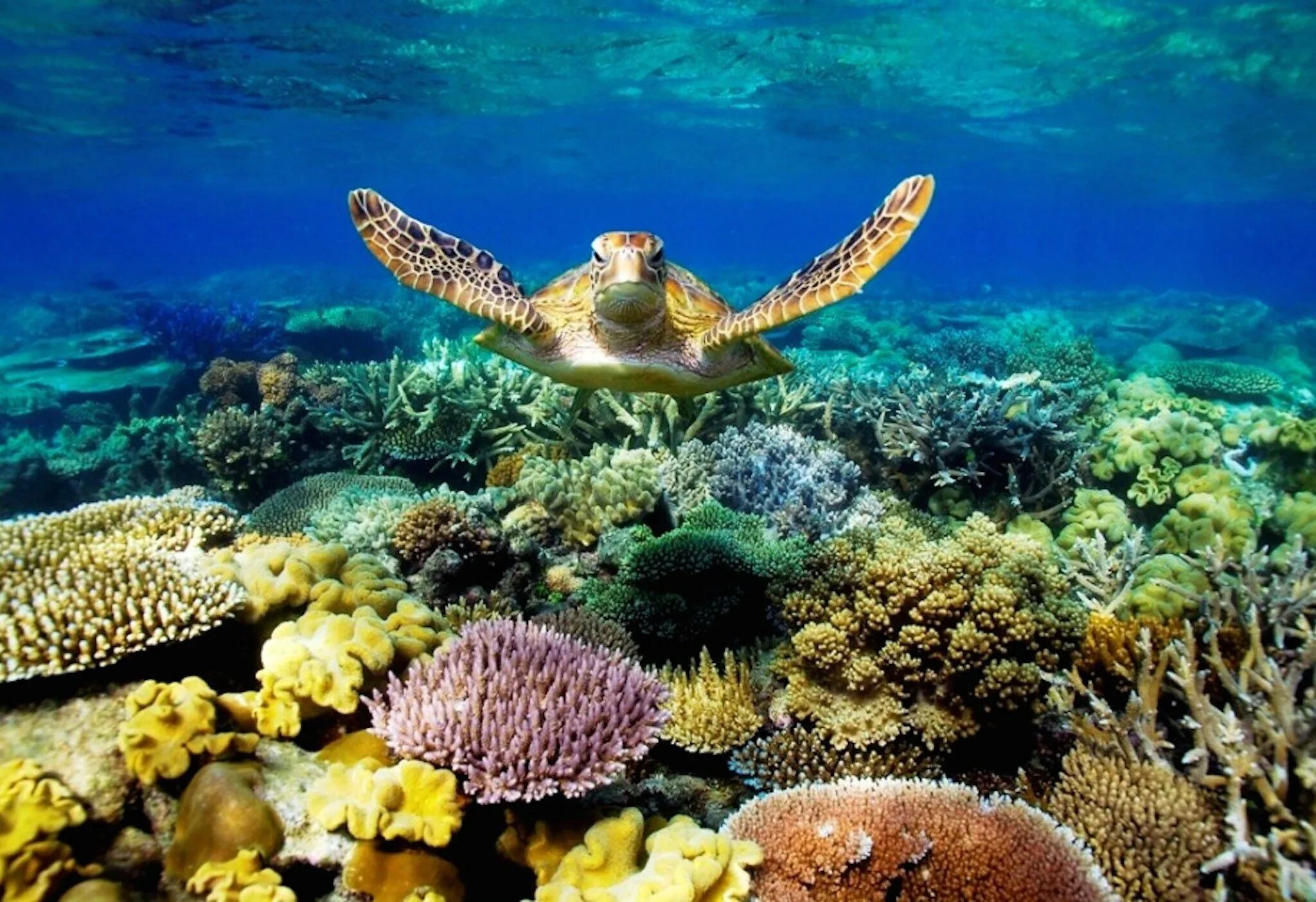 Большой Барьерный риф Австралия. Коралловый риф в Австралии. Коралловый Барьерный риф в Австралии. Большой Барьерный риф Австралия подводный мир.