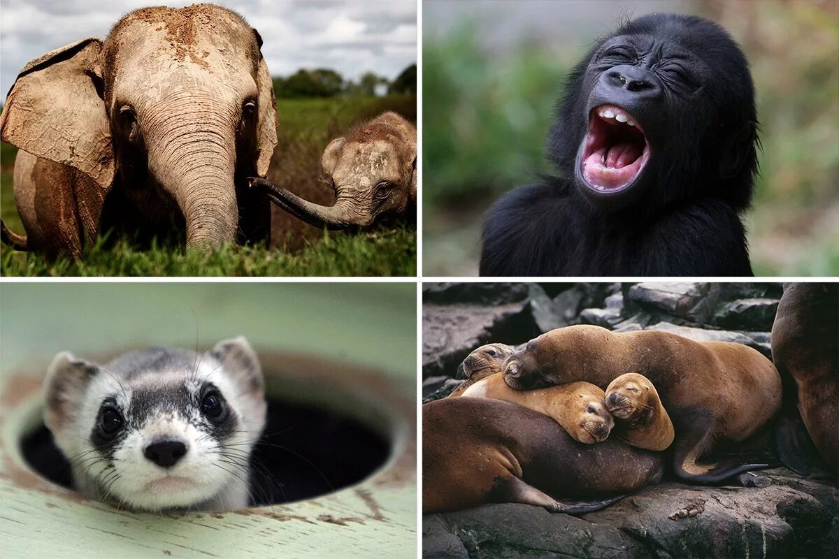 Вымершие животные. Вымирание видов животных. Вымирающие виды животных. Животные на грани вымирания. Our endangered planet
