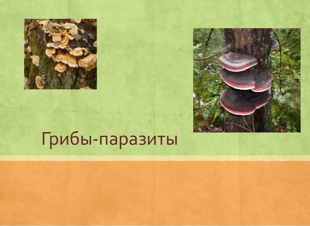 Группы грибов паразитов. Паразитические грибы. Грибы паразиты. Название грибов паразитов. Низшие грибы паразиты.