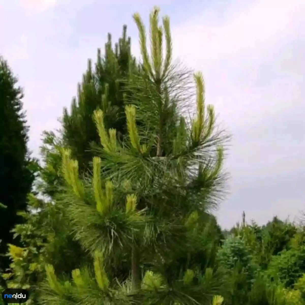 40 сортов хвойных. Сосна Кедровая Ауреа. Pinus nigra. Сосна черная Пинус Нигра. Pinus Cembra Aurea.