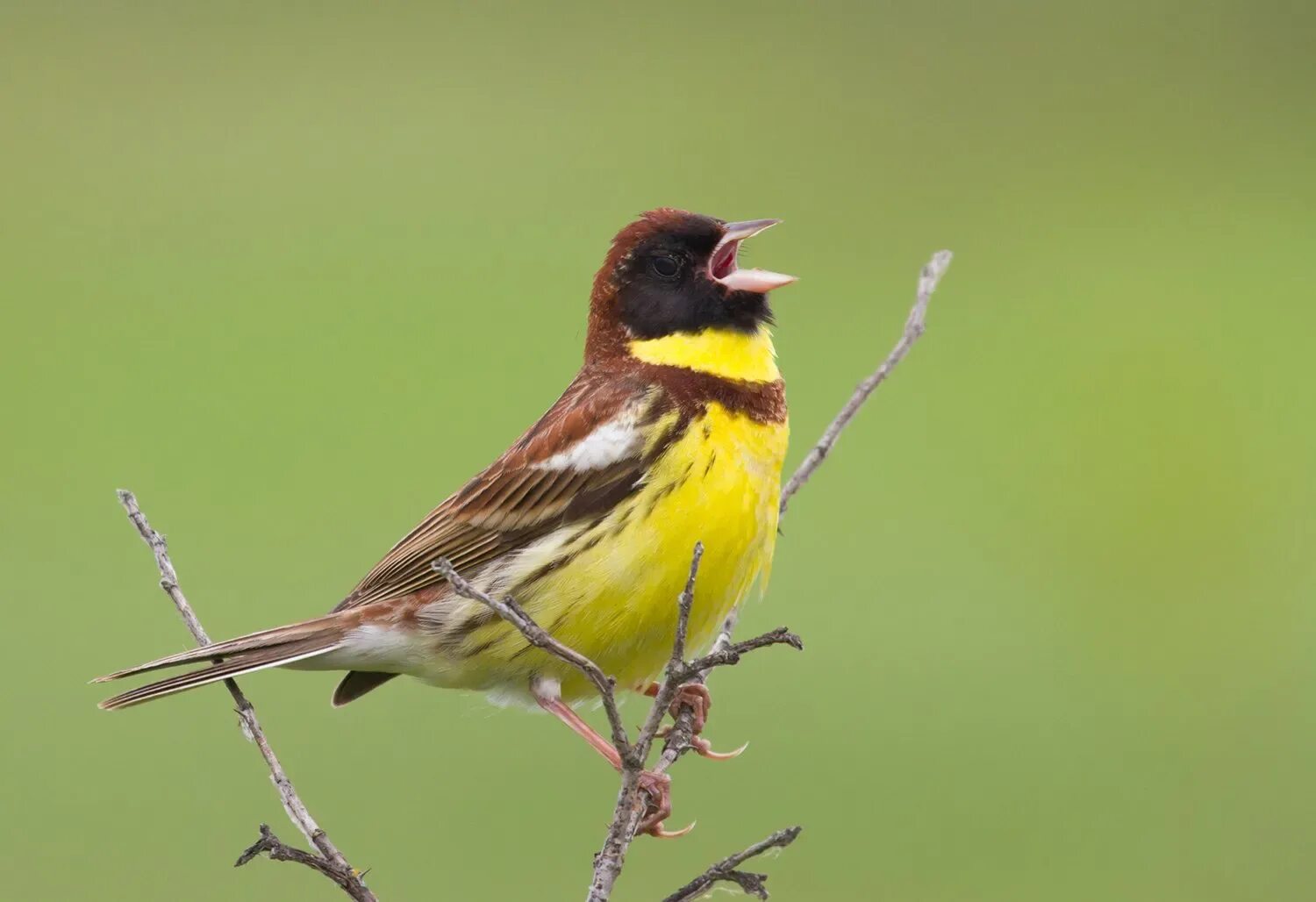 Желто коричневая птичка. Дубровник (Emberiza aureola). Овсянка Дубровник птица. Отряд воробьиных желтогрудка. Дубровник птица фото.