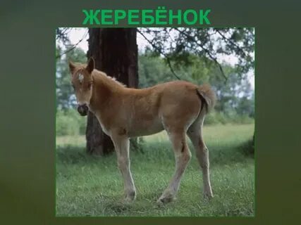 Жеребенок кличка