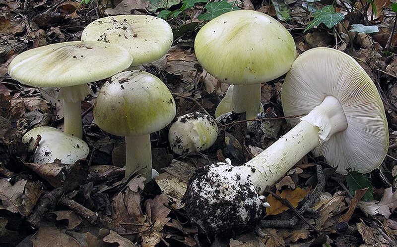 Бледная поганка гриб. Бледная поганка белая. Бледная поганка (Amanita phalloides). Белая поганка гриб.